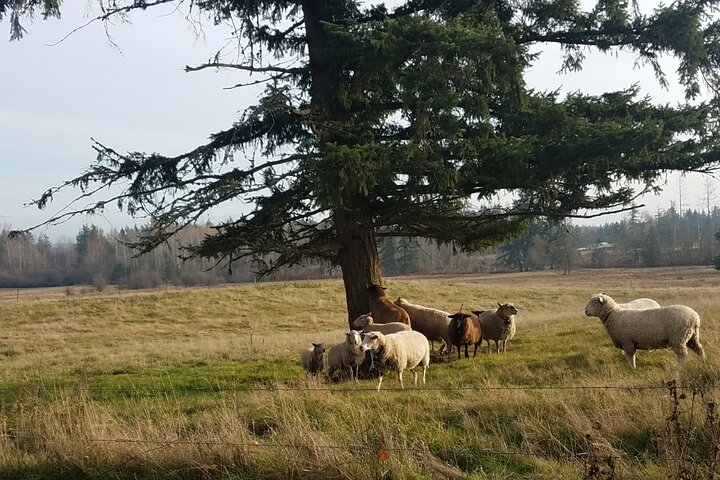 Sheep pasture